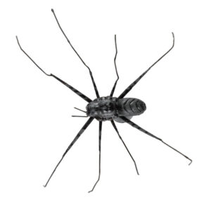 Kühlschrank Magnet Spinne - Scherzartikel - Schreckartikel Spider - magnetische Insektenfigur