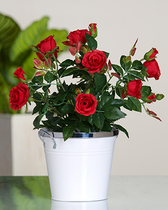 Blumentopf Rote Rosen - Dekoblumen imTopf - Natürliche Optik Dekopflanze Kunstblumen 