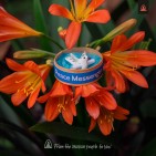 Mayan Peace Messenger - Maya Friedensbote Friedenstaube aus Guatemala - Fair Trade Vogel